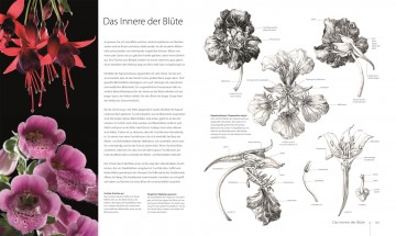 3694 botanik fur kunstler4