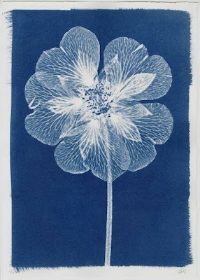 3823 cyanotype 0