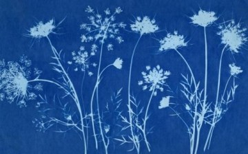 3823 cyanotype2