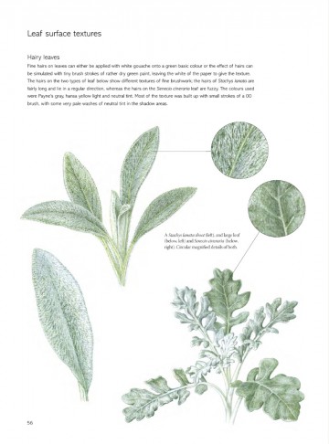 4164 2 the kew book of botanical illustration