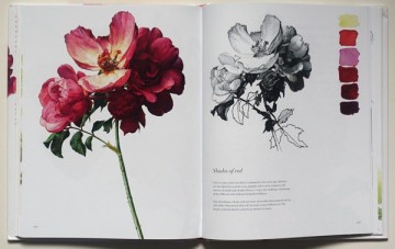 4336 rosie sanders roses 2