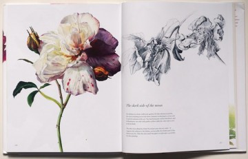 4336 rosie sanders roses 3