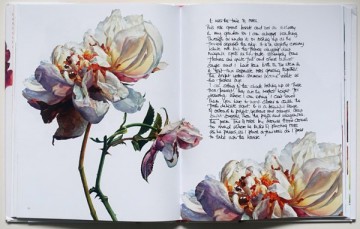 4336 rosoie sanders roses