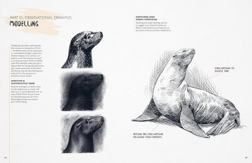 4337 you will be able to draw animals jake spicer