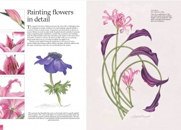 4339 billy showell watercolour flower portrait s2