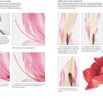 4339 billy showell watercolour flower portraits 4