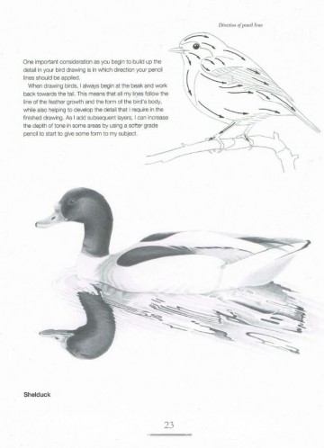 4340 drawing birds andrew forkner