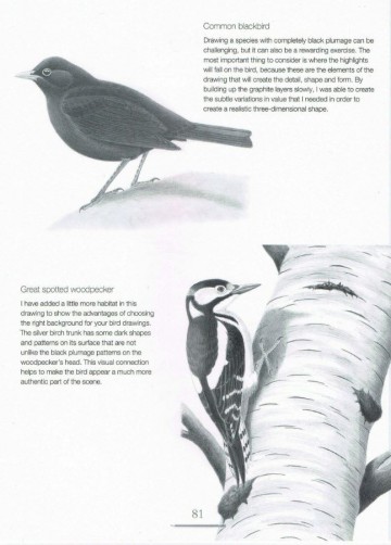 4340 drawing birds andrew forkner2