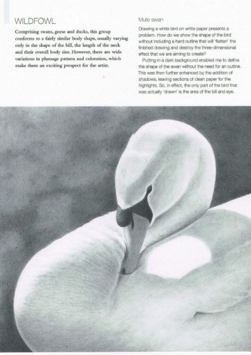 4340 drawing birds andrew forkner3