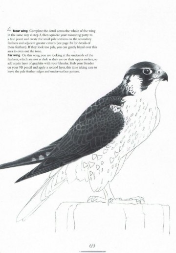 4340 drawing birds andrew forkner4