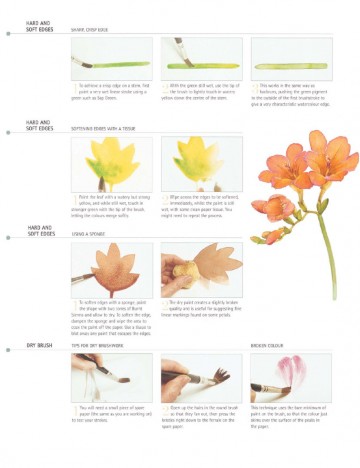 4343 1 the waterdcolour flower paints a z