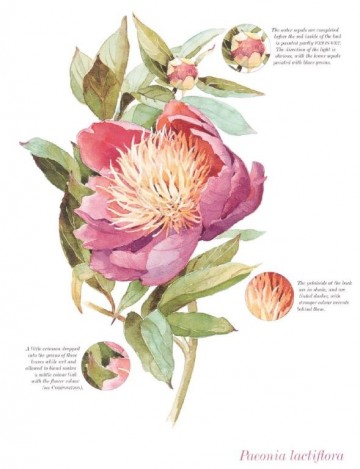 4343 the watercolour flowers painters a z adelenen fletcher