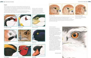 4352 a z of bird portraits andrew forkner 3