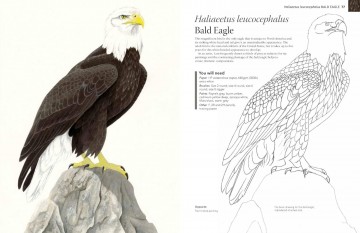 4352 a z of bird portraits andrew forkner4