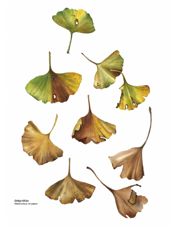 4583 botanical watercolours trhough the years sandrine maugy 3