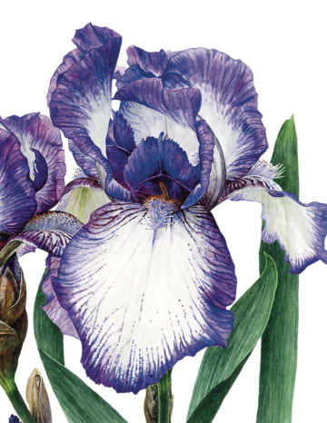 4584 anna mason the modern flower painter 5