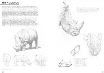 4586 drawing nature giovanni civardi 9