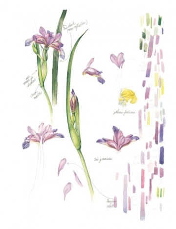 4588 botanical sketchbook mary ann scott 4