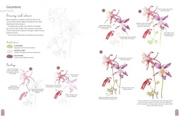 4592 paint 50 watercolour flowers penny brown 2