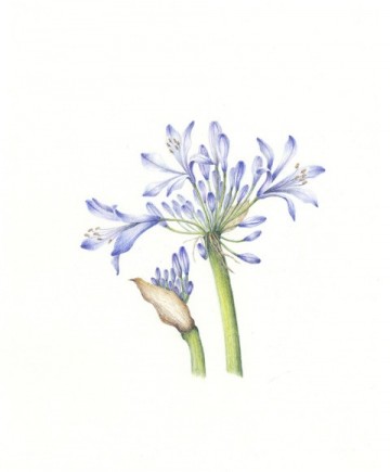 Agapanthus 1 kleurpotlood