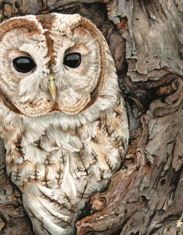 Anna mason watercolor world6