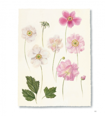 Billy showell botanical painting watercolour 10