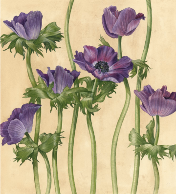 Billy showell botanical painting watercolour4