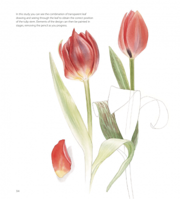 Billy showell botanical painting watercolour5