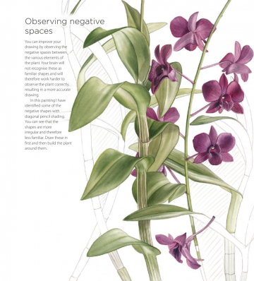 Billy showell botanical painting watercolour6