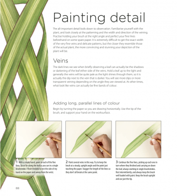 Billy showell botanical painting watercolour8