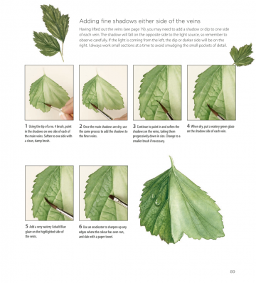 Billy showell botanical painting watercolour9