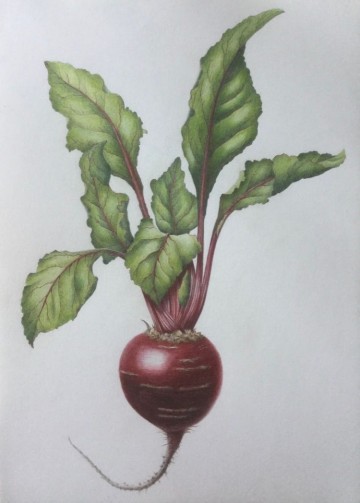 Eline wintergroenten