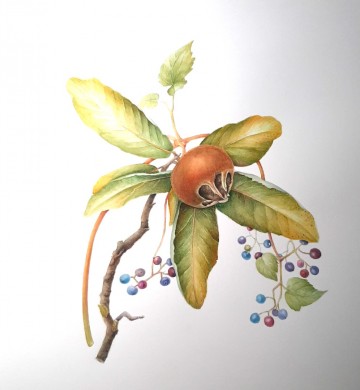 Els mispel met porceleinbes 2