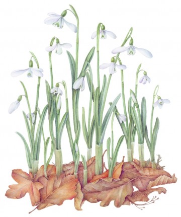 Elsaqua   sneeuwklokjes