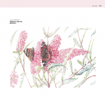 Enclyclopedia coloured pencil judy martin 3