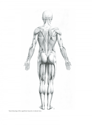 Figure drawing civardi4