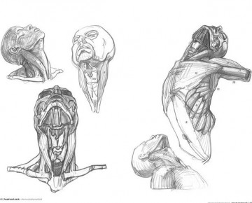 Morpho anatomy lauricella2
