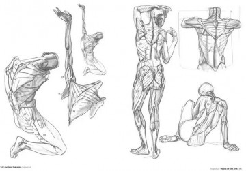 Morpho anatomy lauricella3