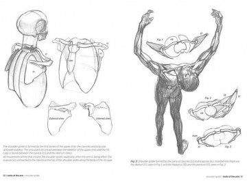 Morpho anatomy lauricella4