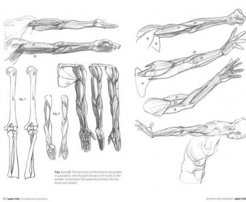 Morpho anatomy lauricella5