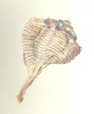 Strandvondsten eline